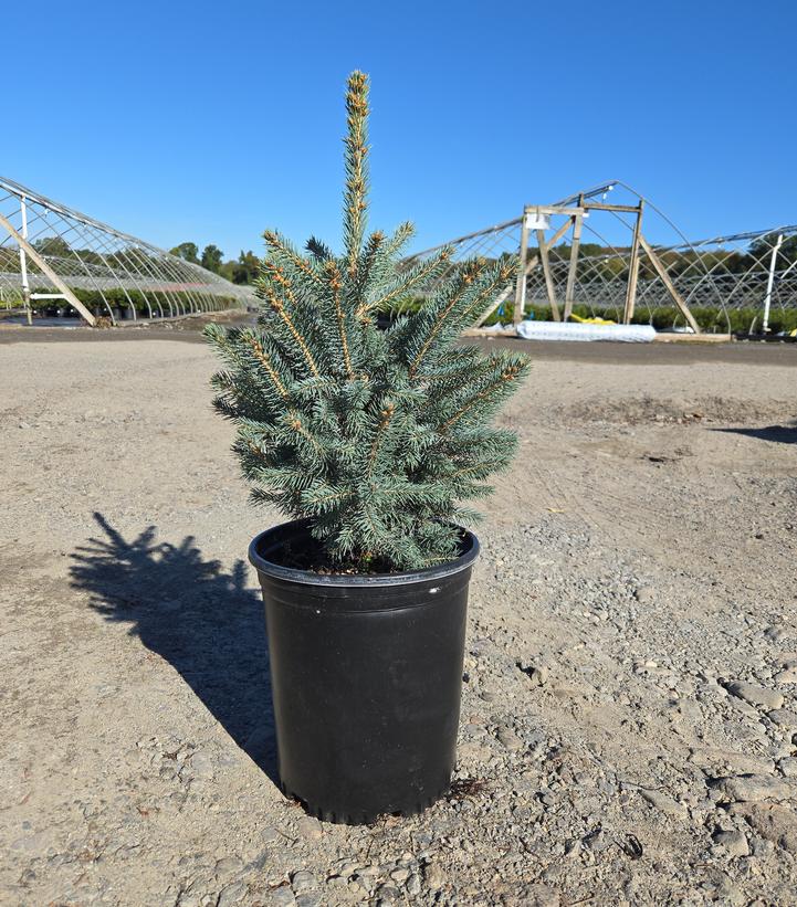 Picea pungens Baby Blue