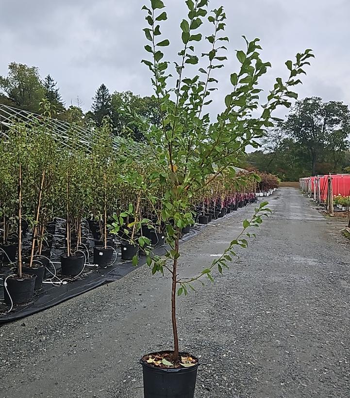 Prunus Elephant Heart