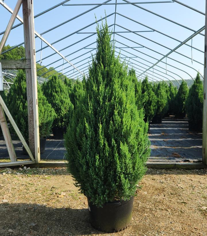 Juniperus chinensis Blue Point