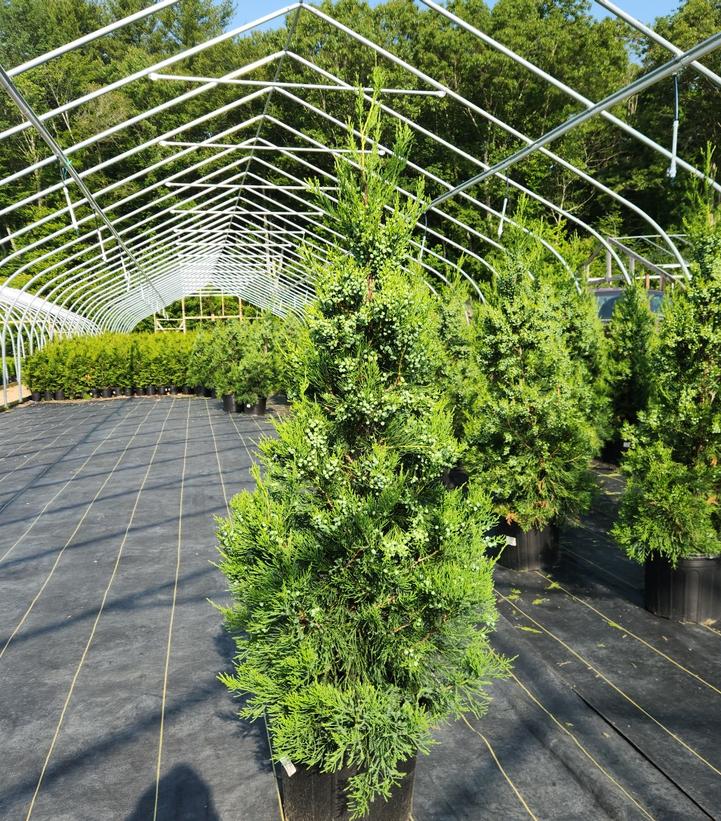Juniperus c. Hetzii columnaris
