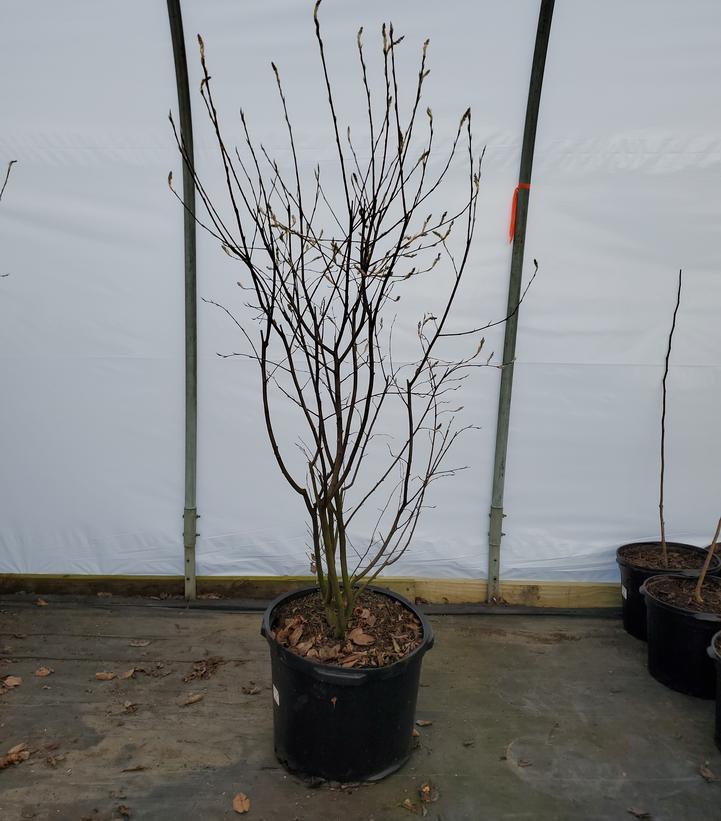 Amelanchier × grandiflora 'Autumn Brilliance'