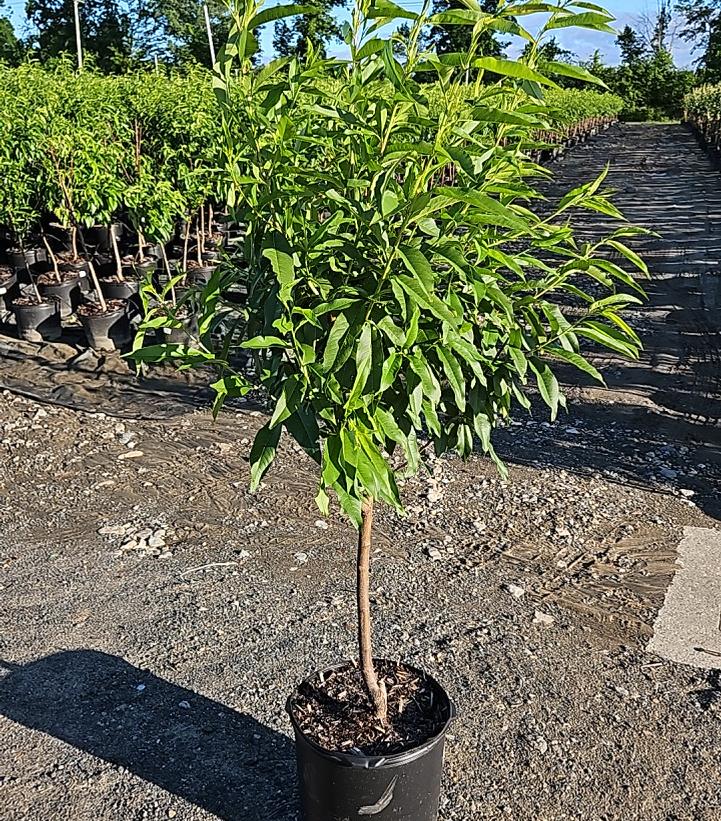 Prunus X Reliance
