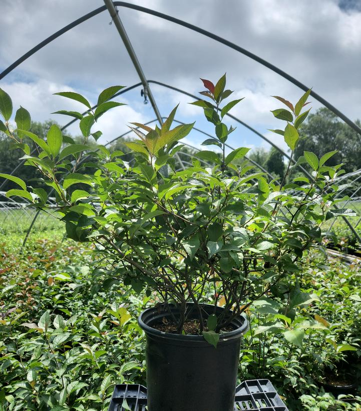 Ilex x 'Apollo'