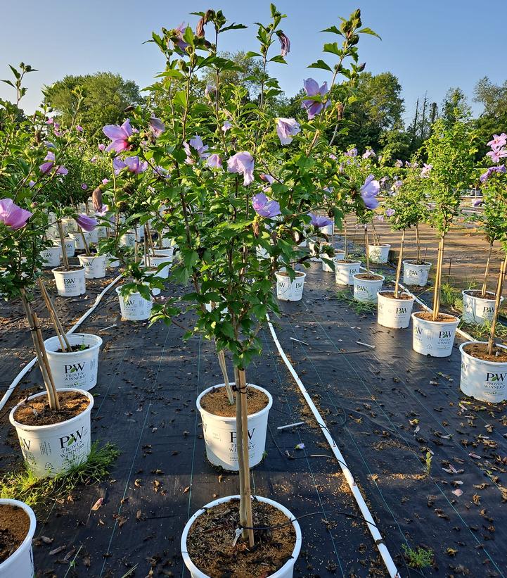 Hibiscus syriacus Blue Chiffon®