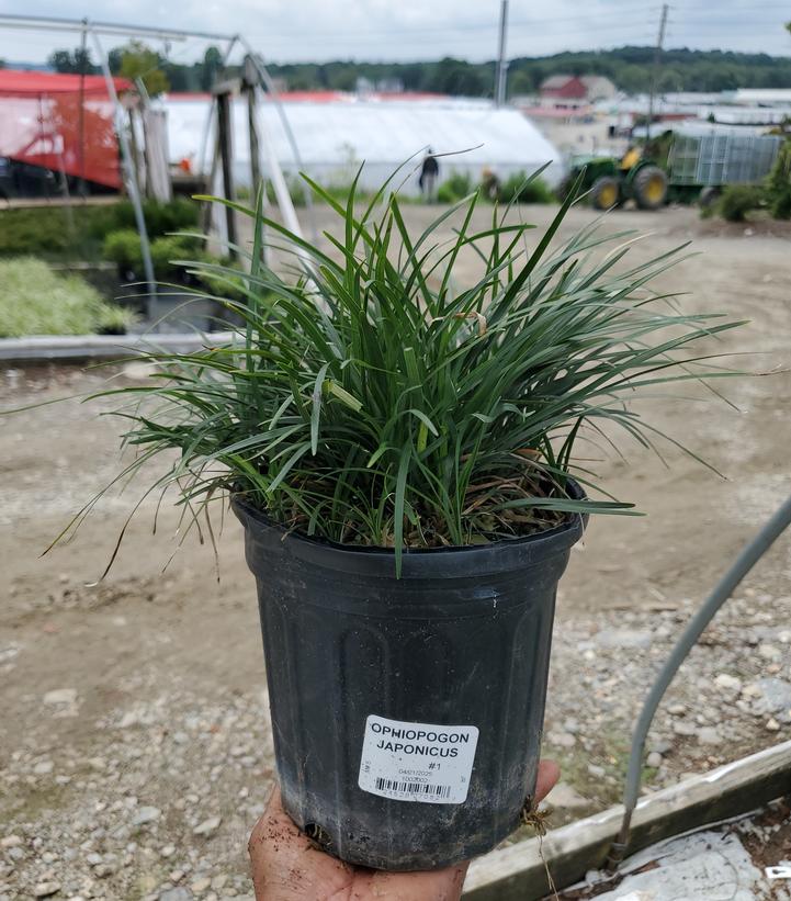 Ophiopogon japonicus 