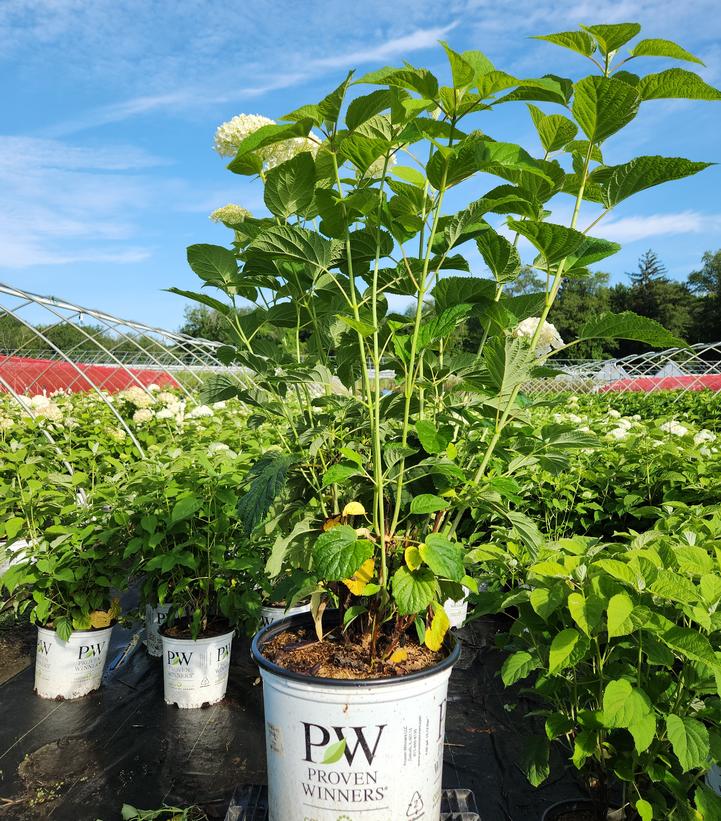 Hydrangea arborescens Incrediball® Incrediball®