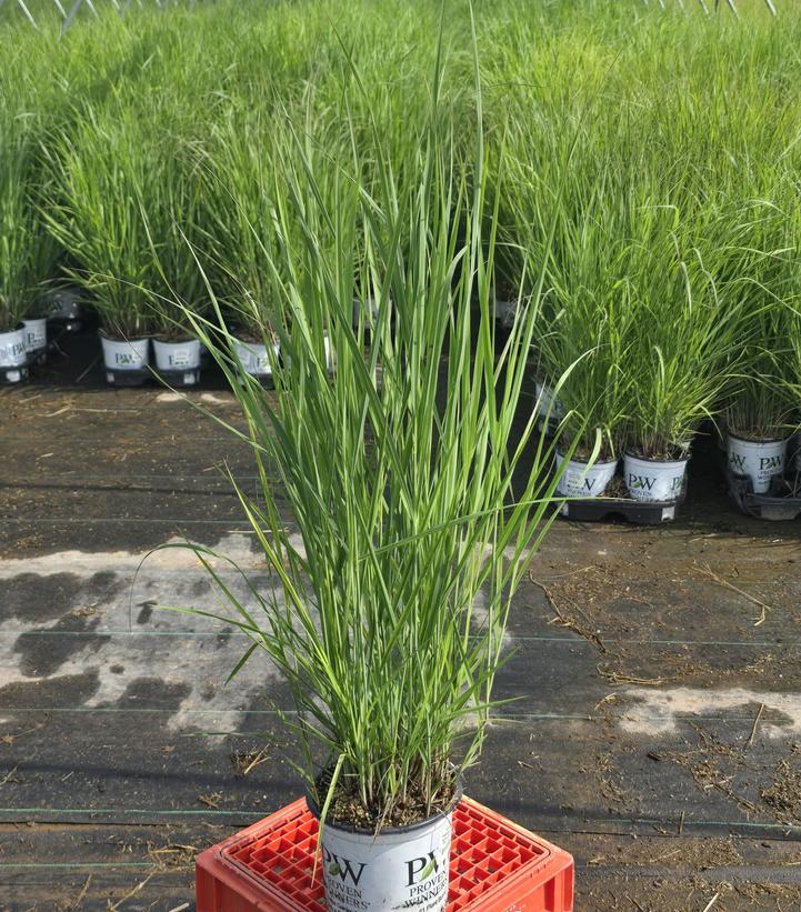 Panicum virgatum Prairie Winds® Apache Rose