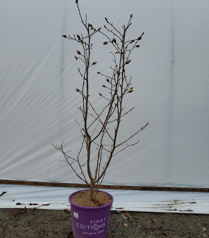 Magnolia stella Centennial Blush™