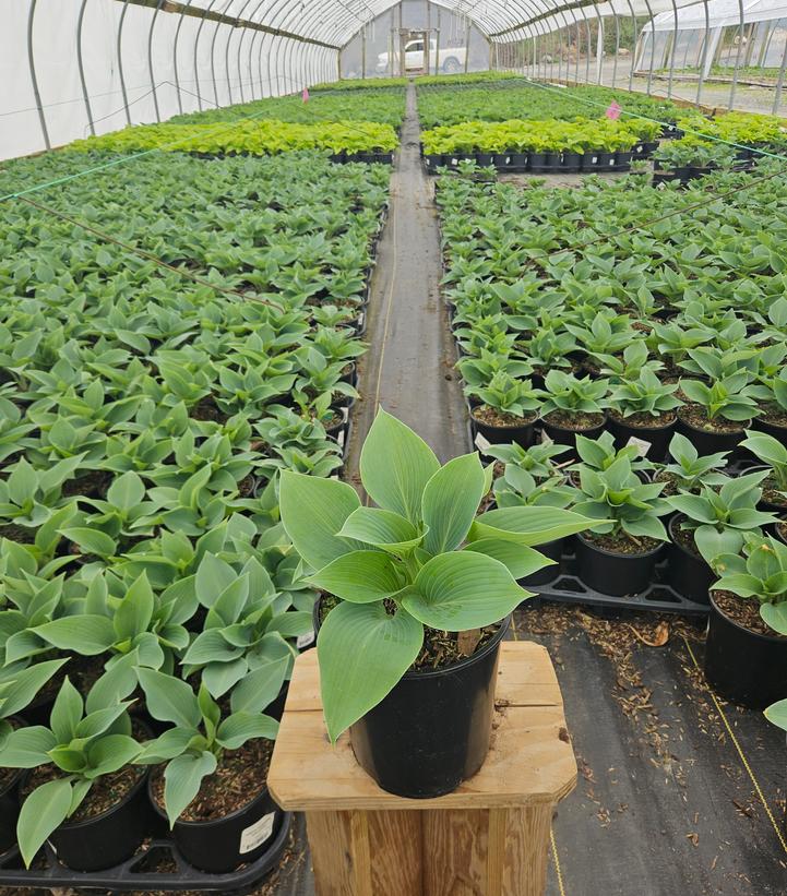 Hosta tardiana 'Halcyon'