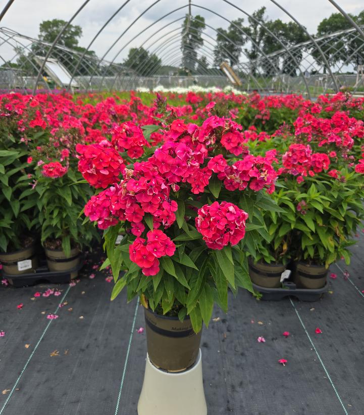 Phlox Volcano® Volcano® Ruby