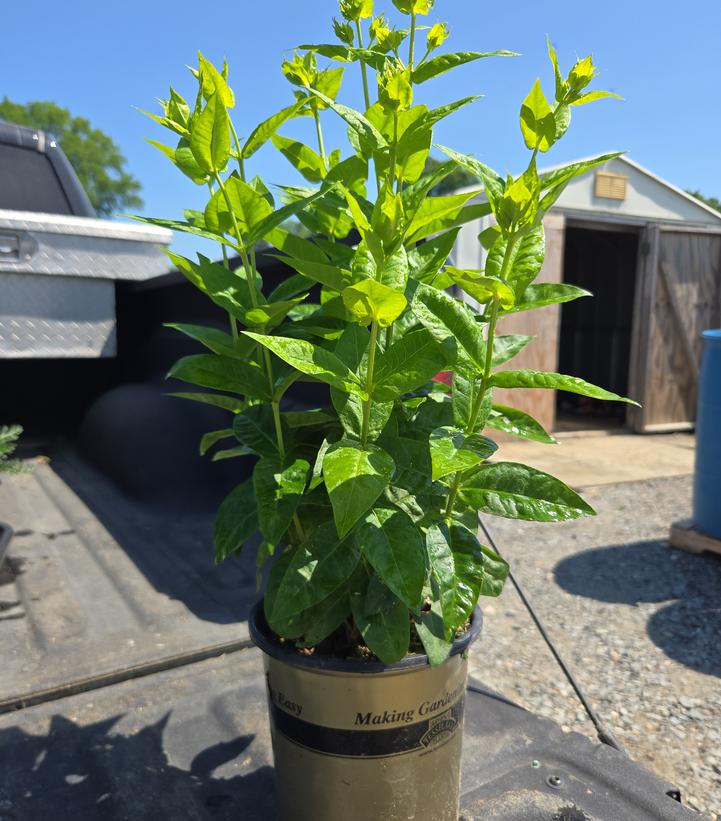 Phlox Volcano® Volcano® White