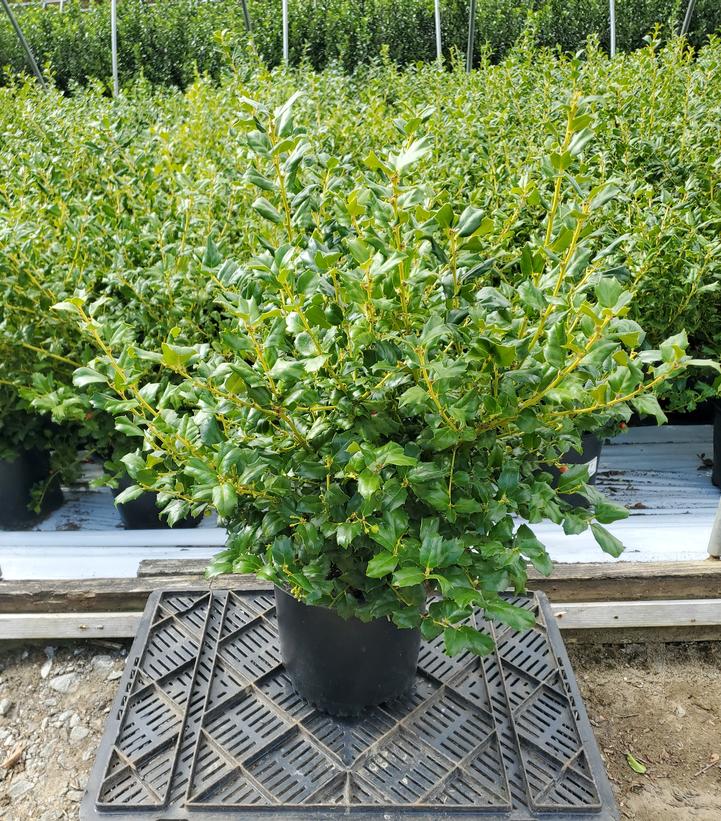 Ilex x meserveae China Girl®