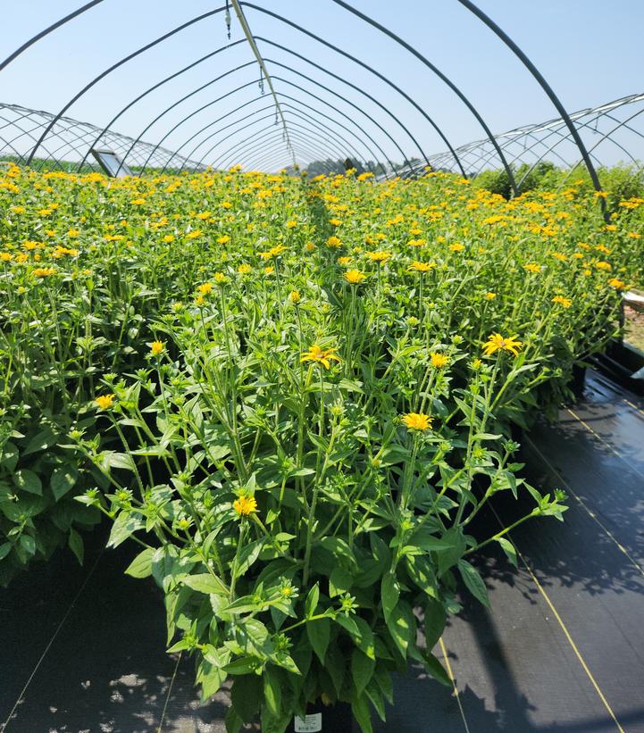 Rudbeckia fulgida deamii 