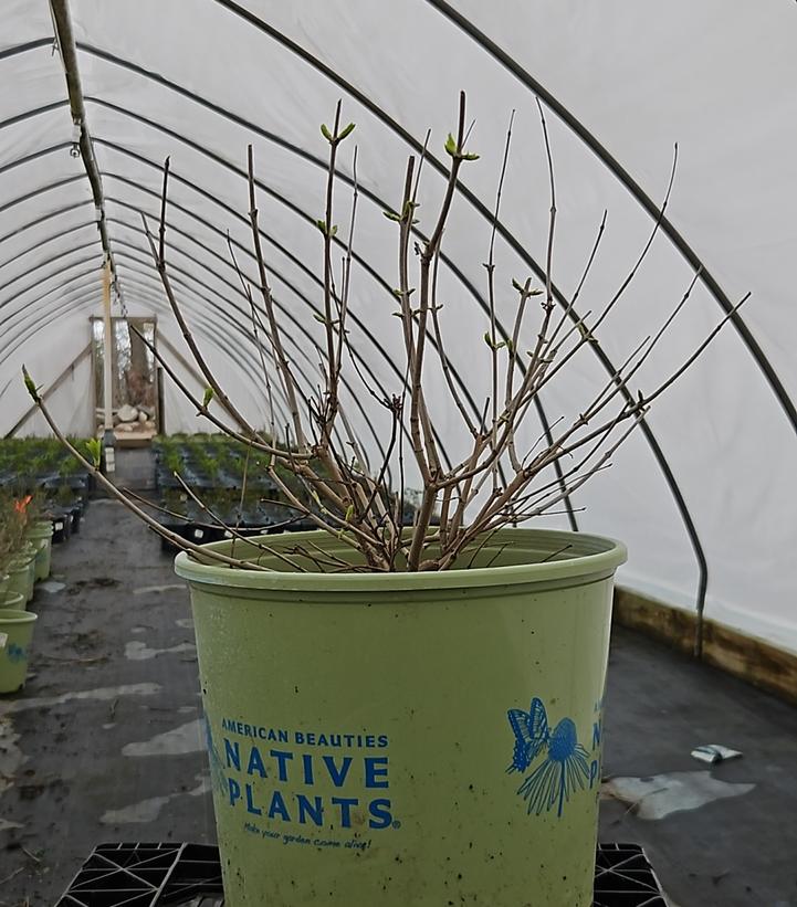 Cephalanthus occidentalis Magical® 'Moonlight'