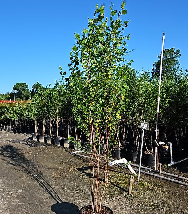 Betula nigra 'Heritage'
