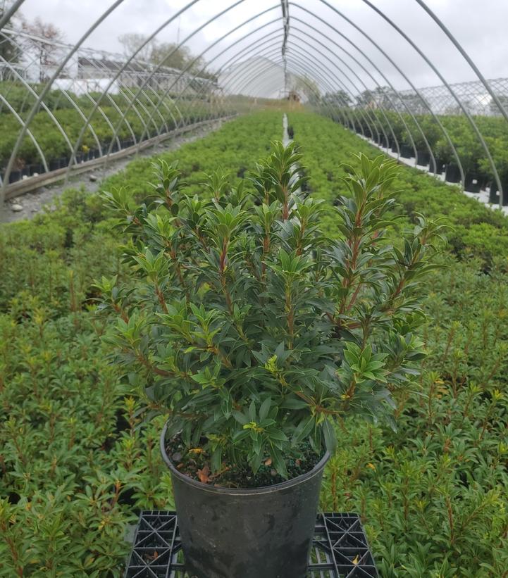 Kalmia latifolia 'Tiddlywinks'