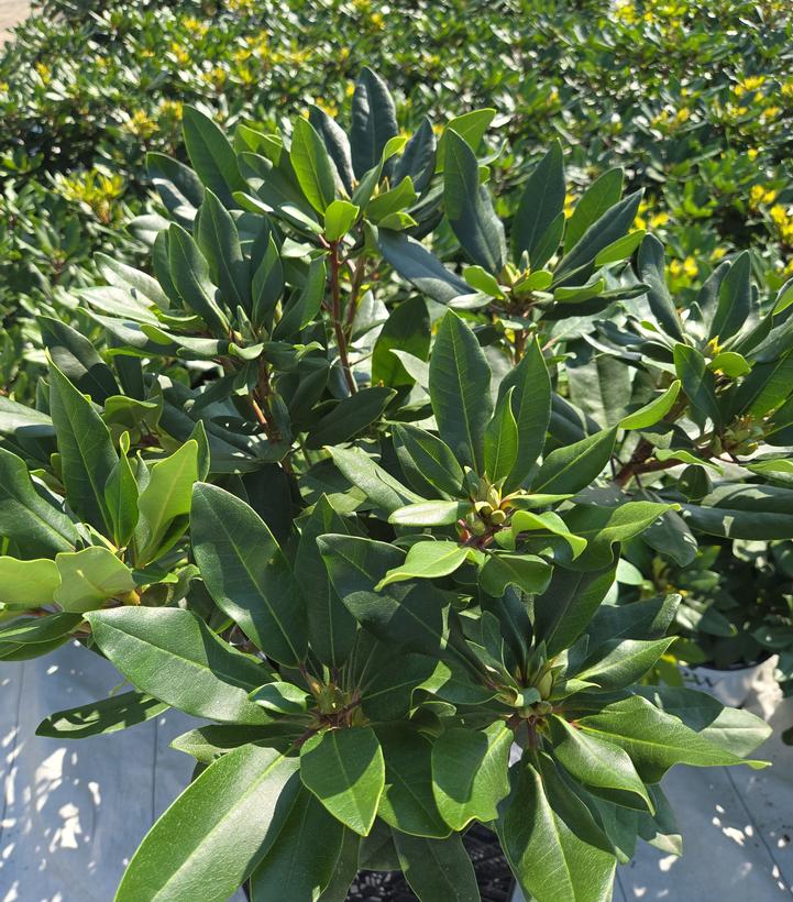 Rhododendron x Dandy Man® Purple
