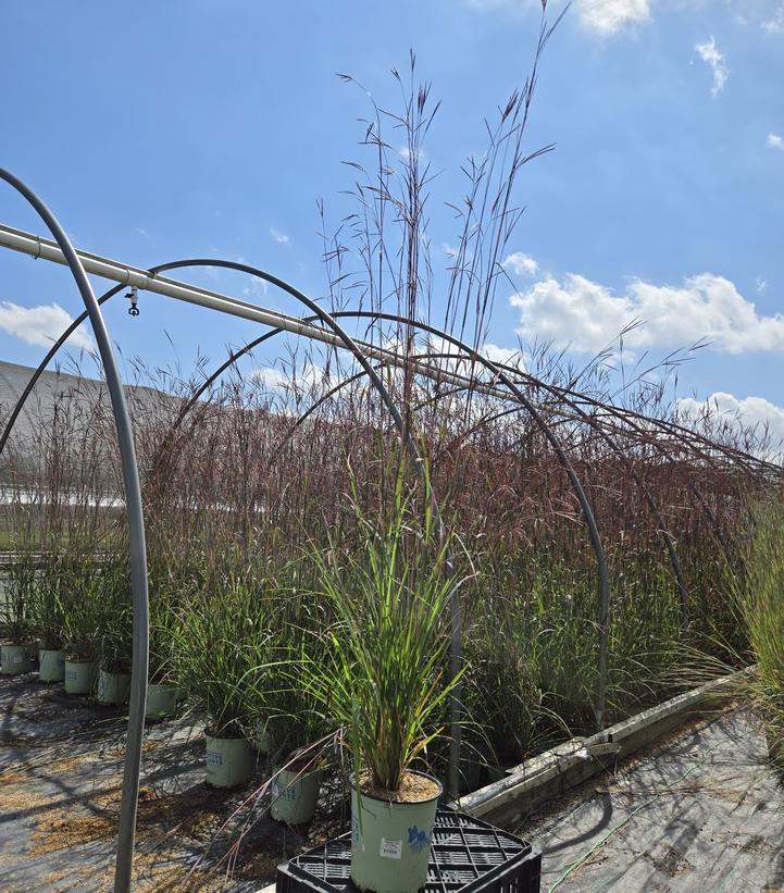 Andropogon gerardii 'Red October'