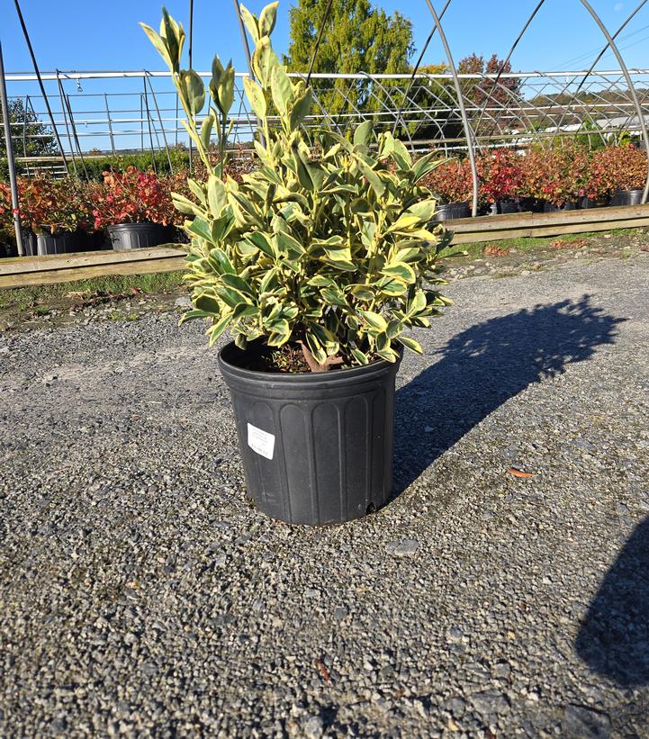 Euonymus japonica 'Silver King'
