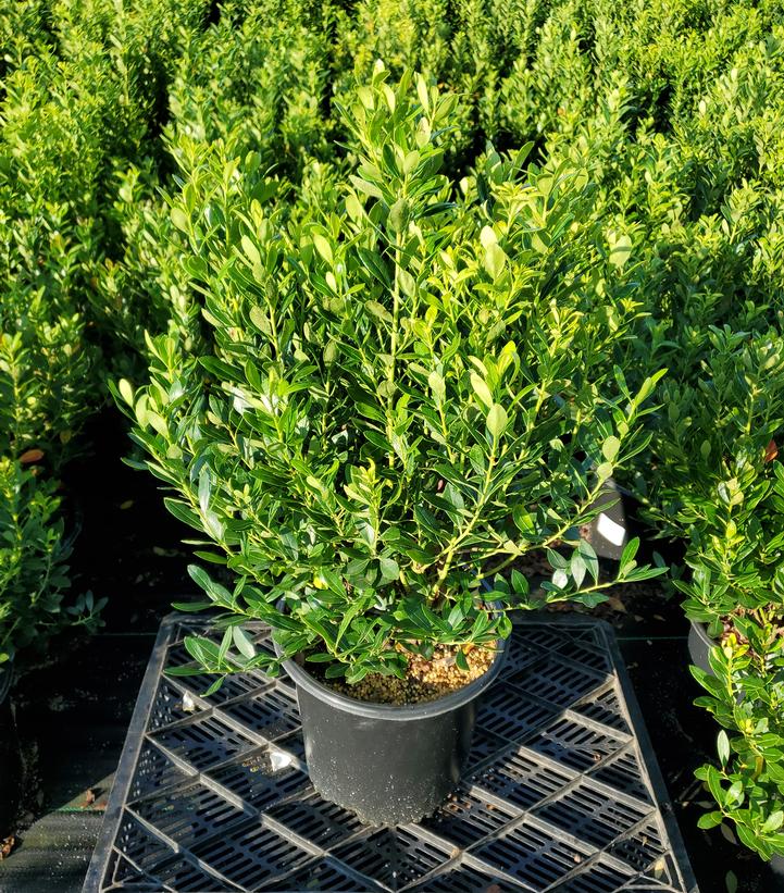 Ilex glabra 'Densa'