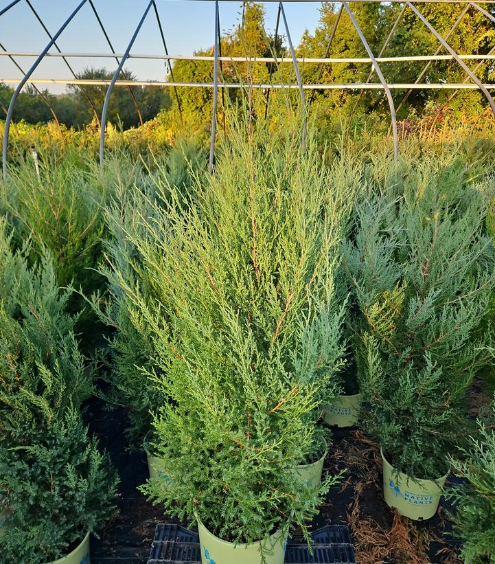 Juniperus virginiana 