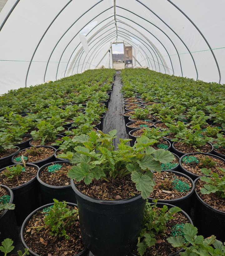 Geum Totally Tangerine™