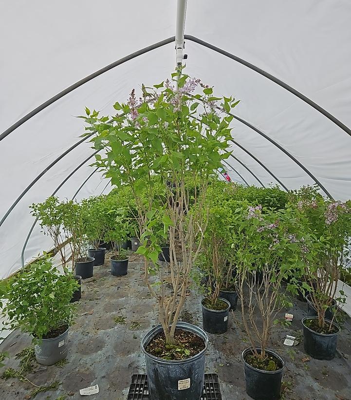 Syringa vulgaris New Age™ Lavender
