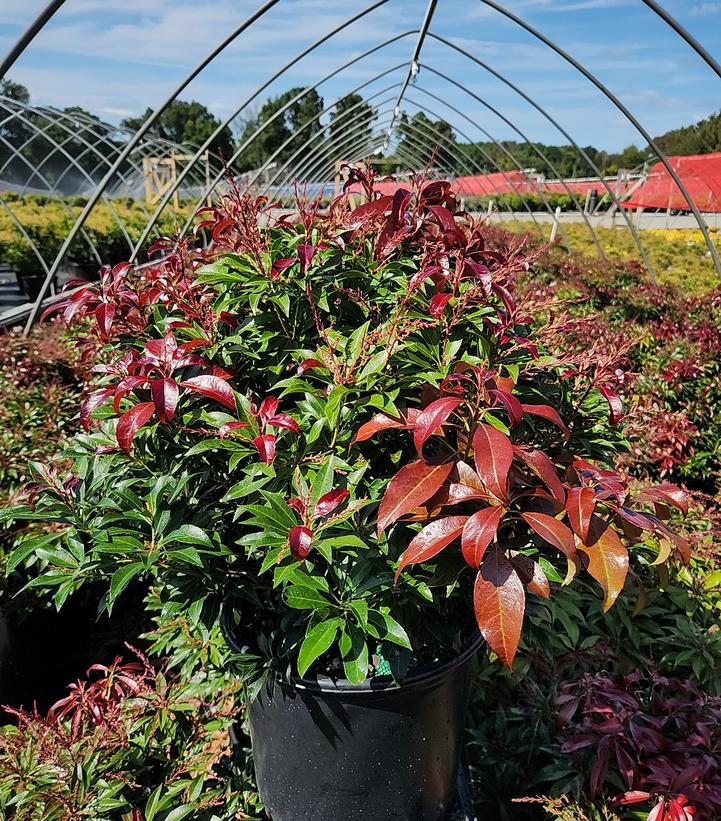 Pieris jap. 'Katsura'