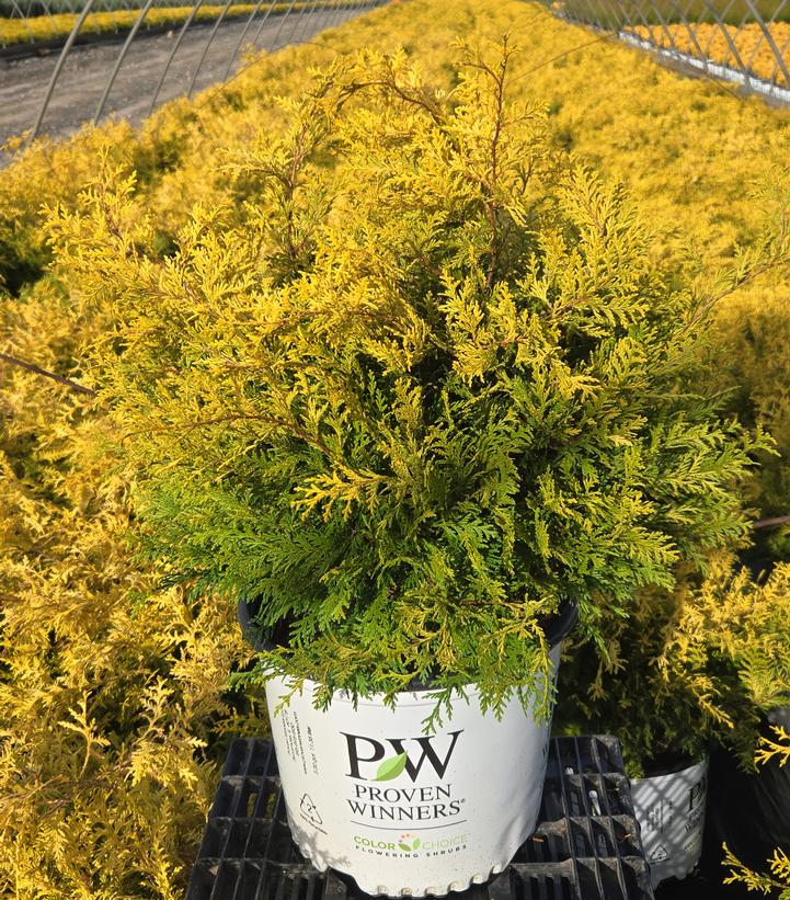 Chamaecyparis pisifera Soft Serve® Gold