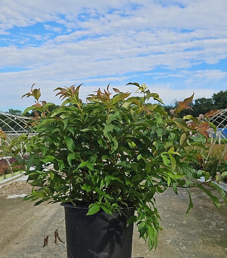 Diervilla lonicera 