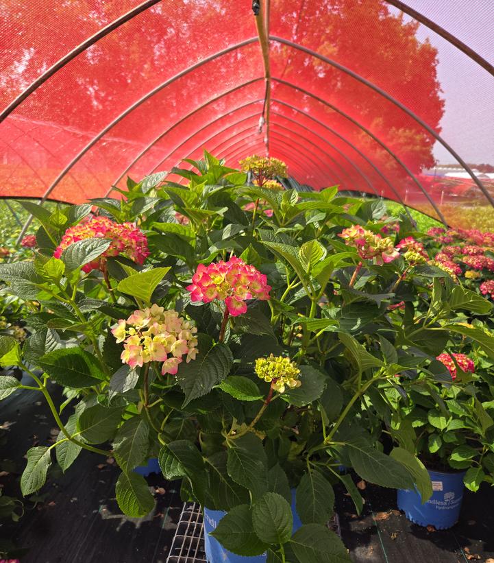 Hydrangea macrophylla Endless Summer® Summer Crush®