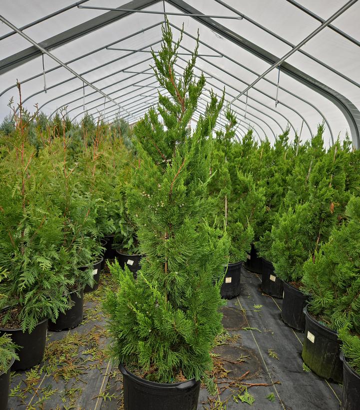 Juniperus chin. Torulosa