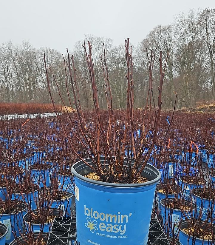 Physocarpus opulifolius Panther®