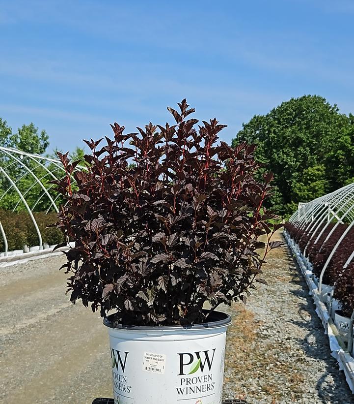 Physocarpus opulifolius Summer Wine® Black