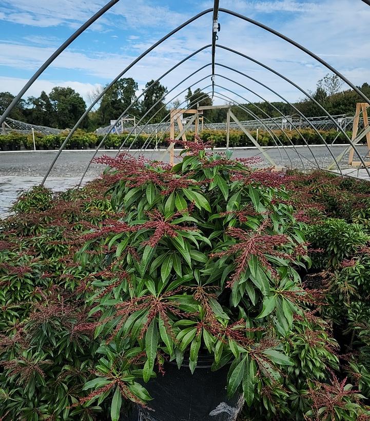 Pieris jap. 'Katsura'