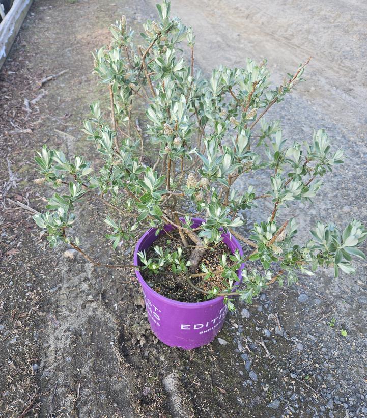 Salix candida Iceberg Alley®