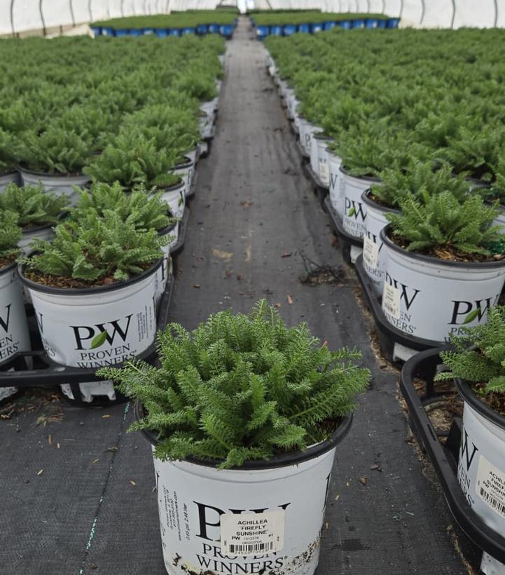 Achillea x 'Firefly Sunshine'