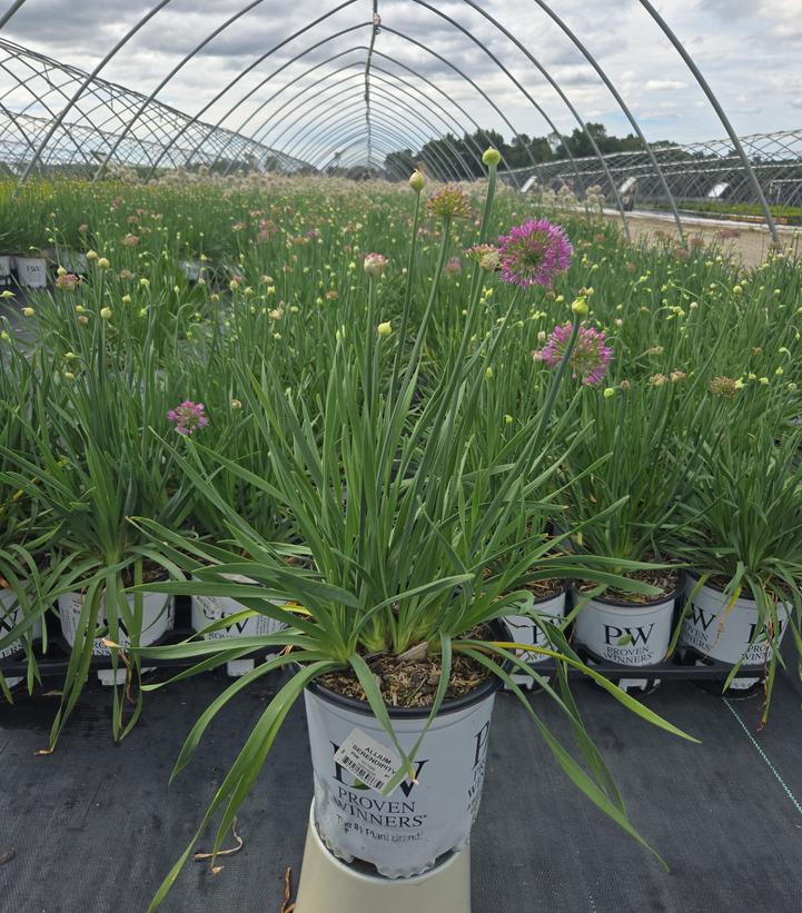 Allium x 'Serendipity'