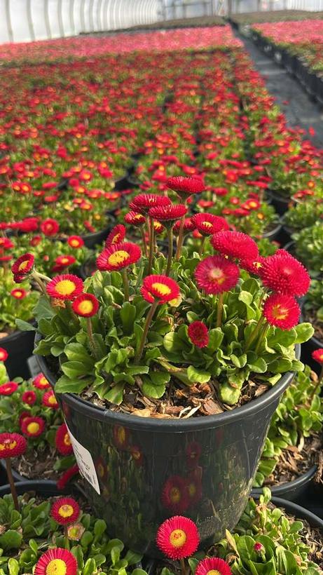 Bellis perennis Bellissima™ Red