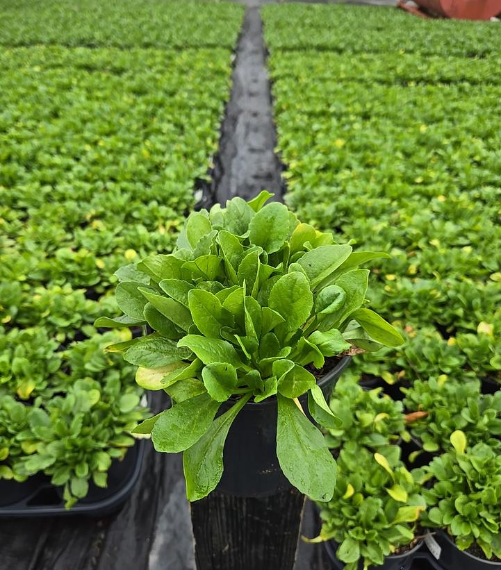 Bellis perennis Bellissima™ Rose