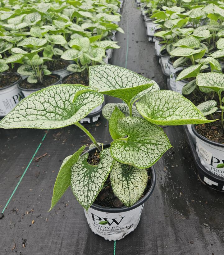 Brunnera macrophylla 'Queen of Hearts'