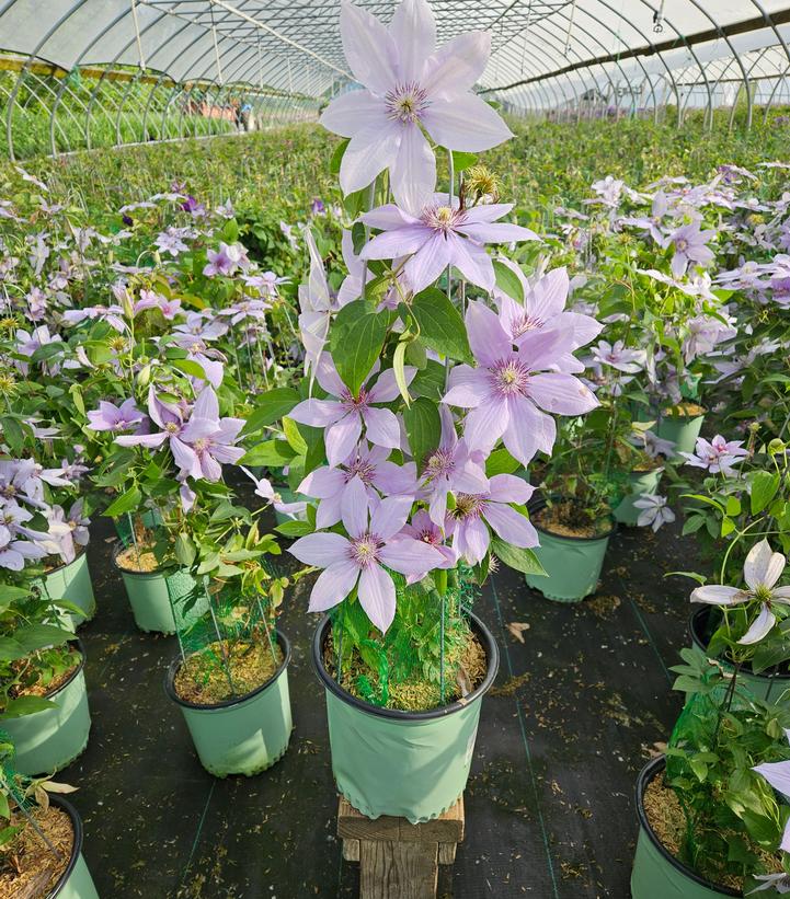 Clematis x Boulevard® Bernadine™