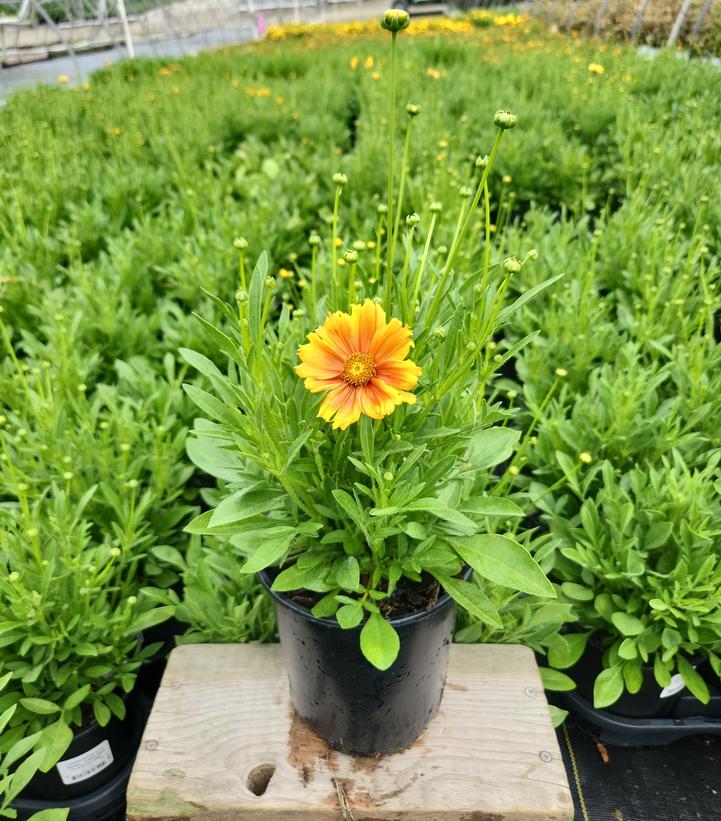 Coreopsis x Li'l Bang™ 'Darling Clementine'