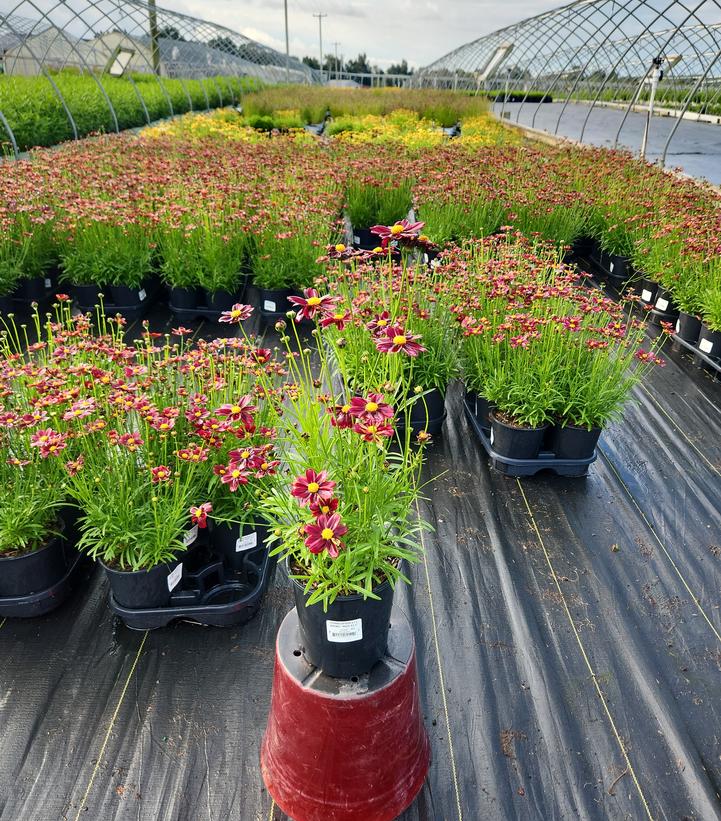 Coreopsis x Li'l Bang™ 'Red Elf'