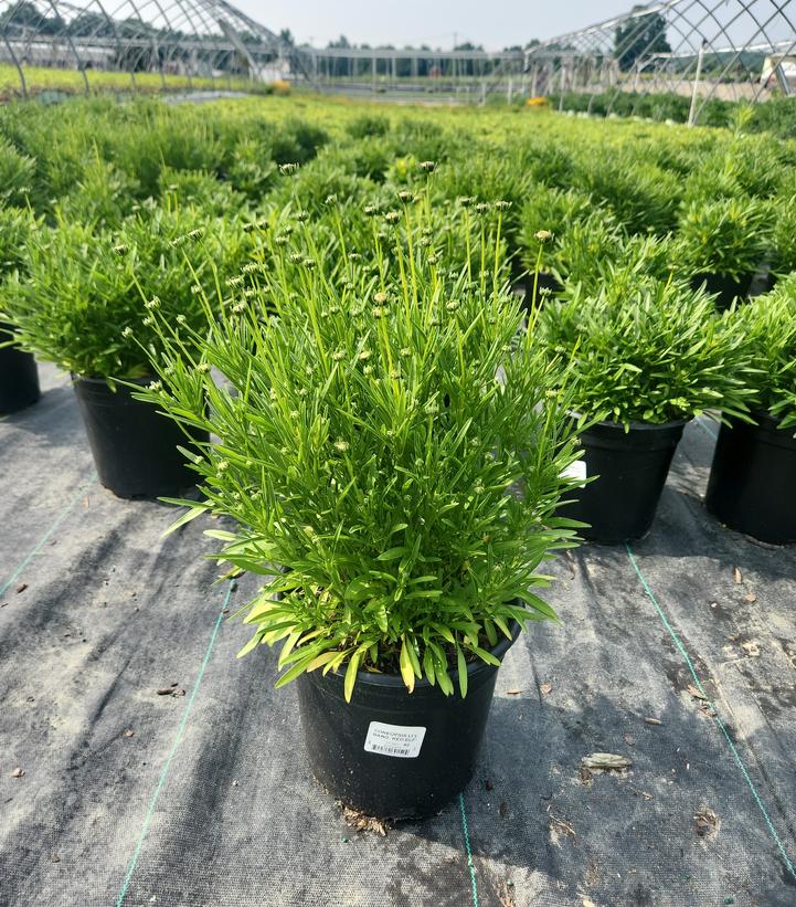 Coreopsis x Li'l Bang™ 'Red Elf'