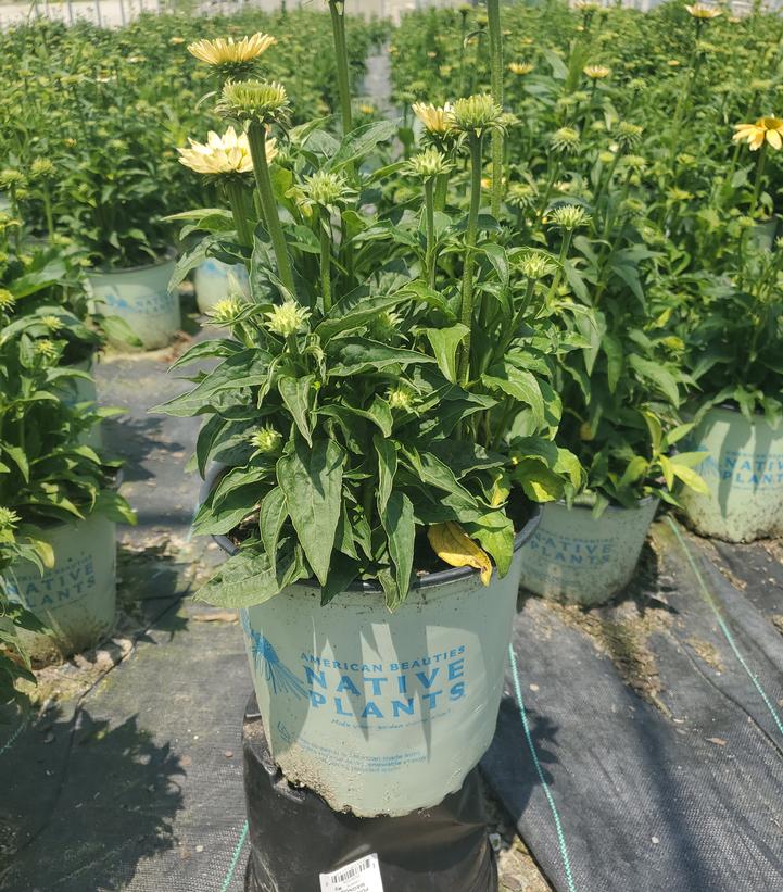 Echinacea purpurea 'Mellow Yellows'