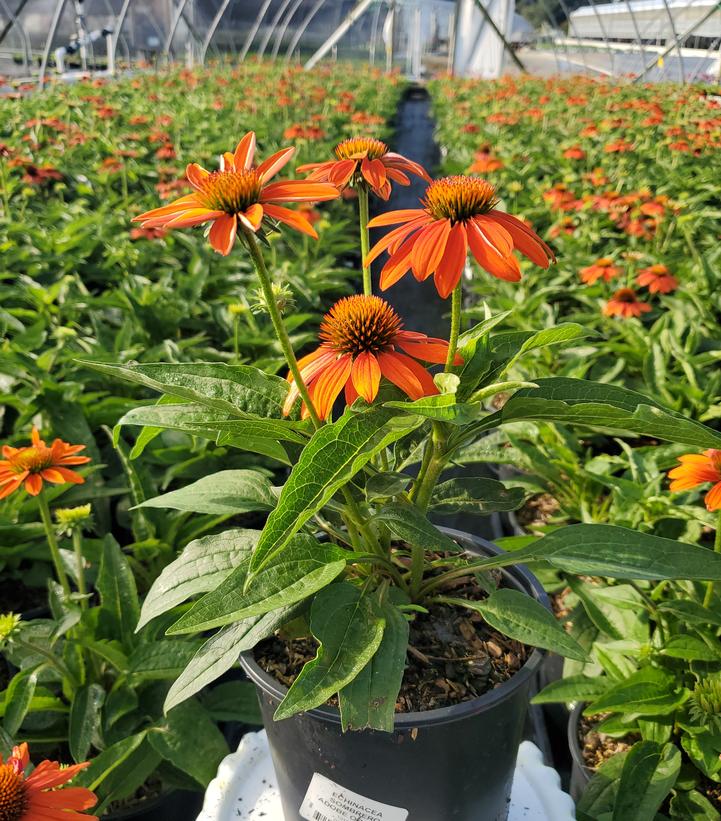 Echinacea x Sombrero® Adobe Orange