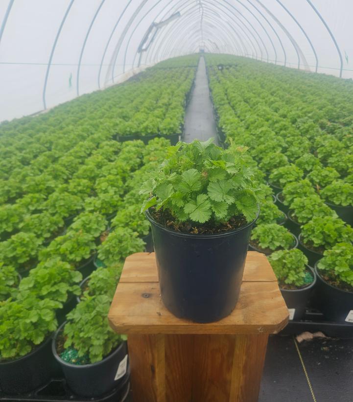 Geum Tempo™ Yellow