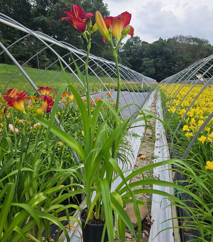 Hemerocallis 'Prairie Wildfire'
