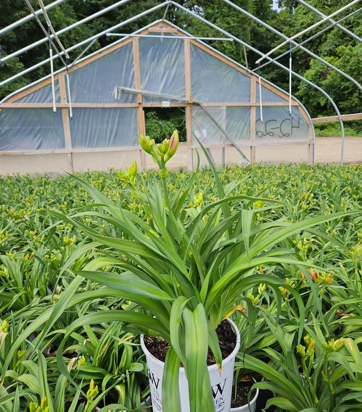 Hemerocallis hybrid Rainbow Rhythm® 'Storm Shelter'